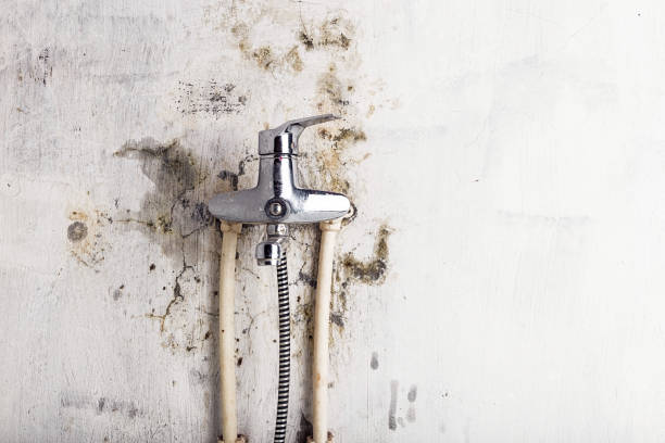 Best Mold Damage Repair  in Montpelier, VT