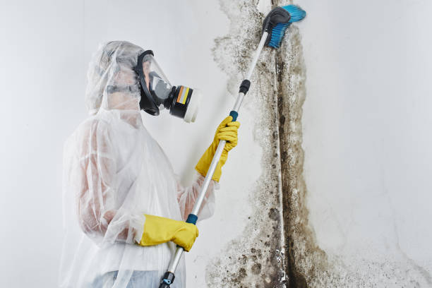 Home Mold Removal in Montpelier, VT