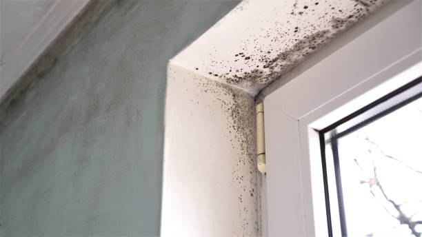 Montpelier, VT Mold Removal Company