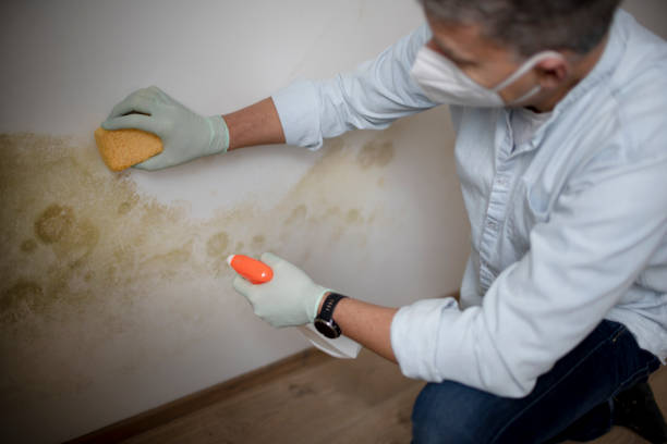 Office Mold Removal Services in Montpelier, VT