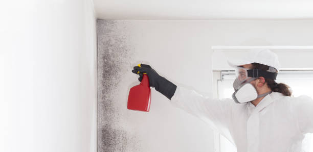 Montpelier, VT Mold Removal Company