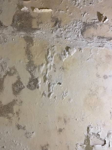Best Residential Mold Removal  in Montpelier, VT