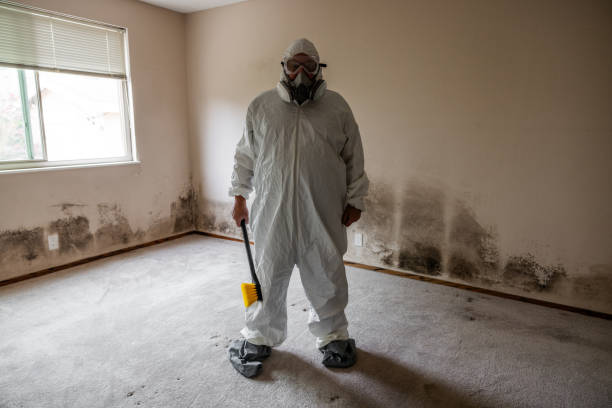 Best Black Mold Removal  in Montpelier, VT