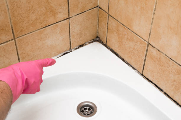 Best Mold Removal Near Me  in Montpelier, VT