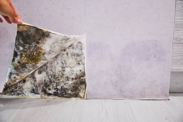 Best Mold Remediation  in Montpelier, VT
